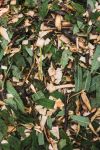 Štěpka z listnatého dřeva, směs na zahradu (0,25 m3)